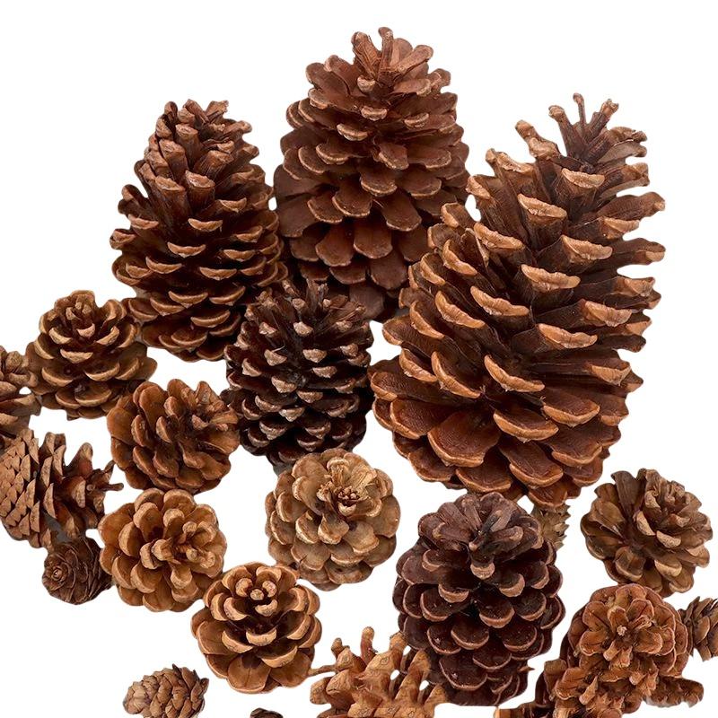 Coques de pin séchées naturell - Dried Flower Bulk avis et prix