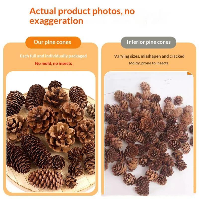 Coques de pin séchées naturell - Dried Flower Bulk avis et prix