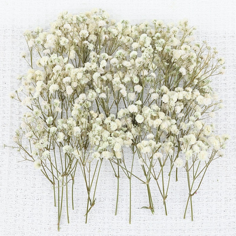 50 pièces de fleurs de gypsoph - Dried Flower Bulk avis et prix