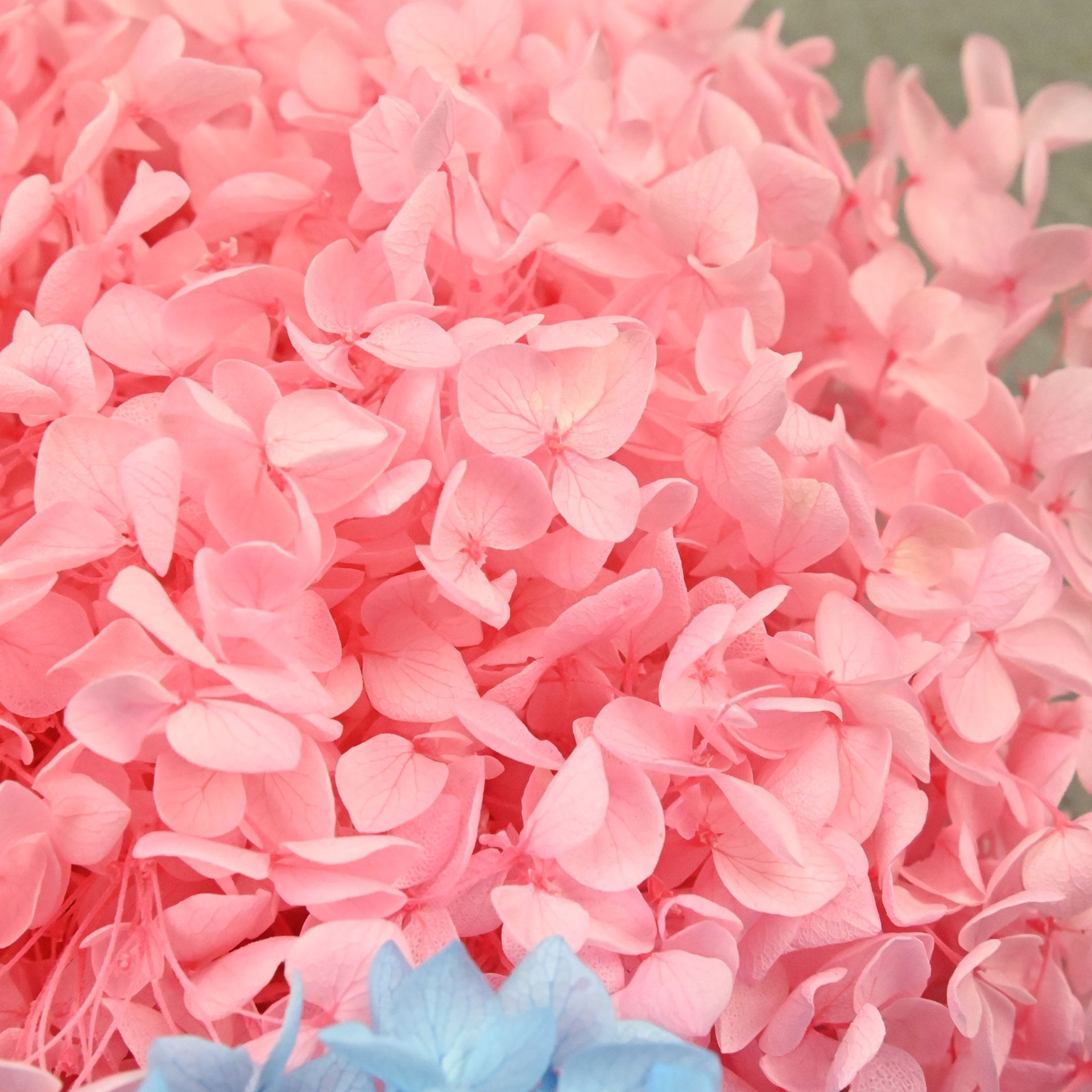 Pétales d'hortensia naturels s - Dried Flower Bulk avis et prix